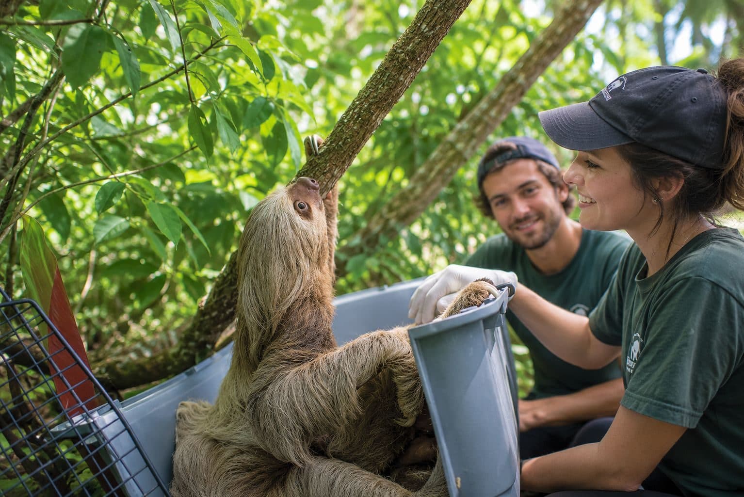 Two smiling volunteers in green shirts and caps next to a two-toed sloth clinging to a branch in the forest